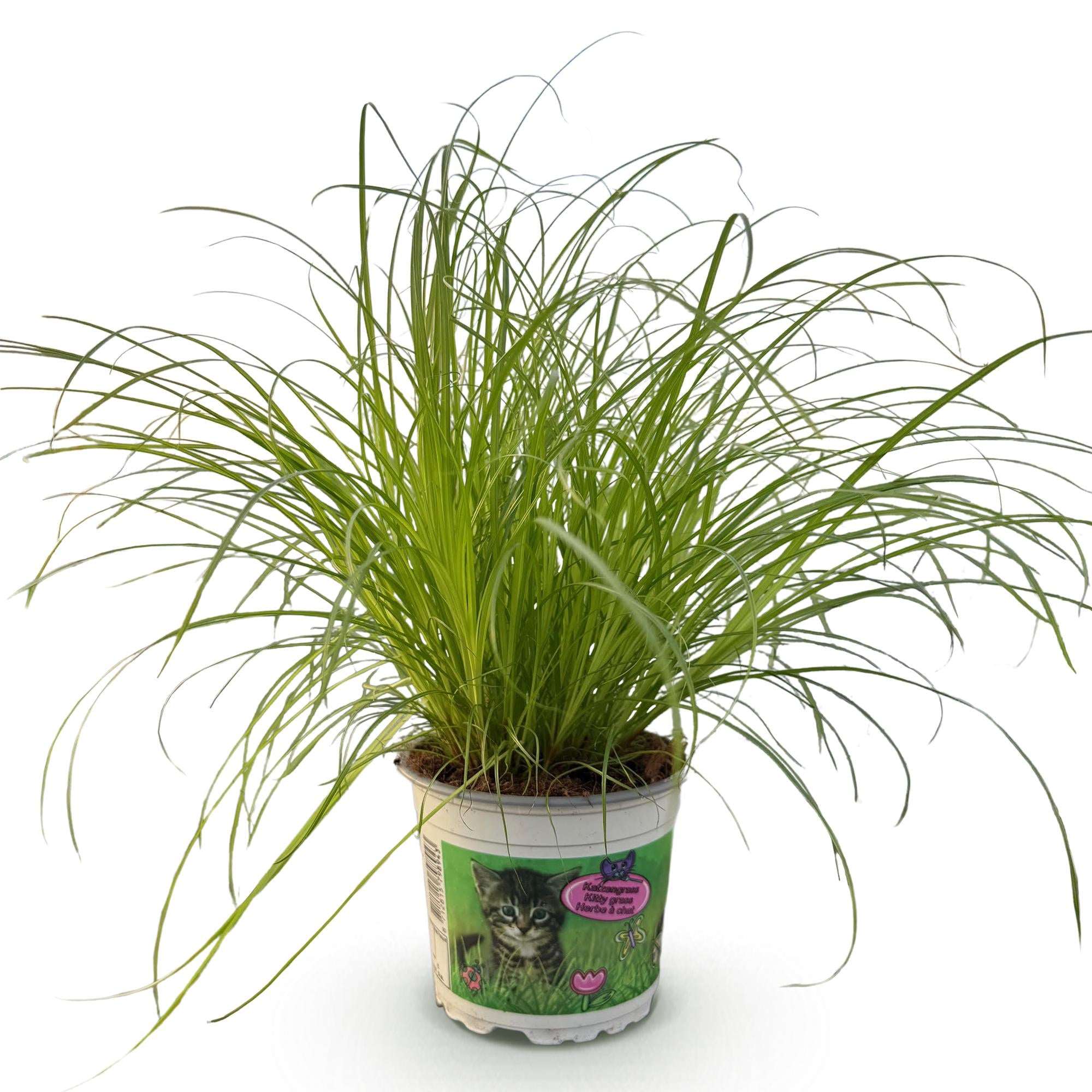 Cyperus alternifolius Zumula Katzenpflanze – Haustierfreundliche Zimmerpflanze 12cm – Höhe ca.20cm – Grünpflanze für Wohnzimmer Büro & Fensterbank – Plant