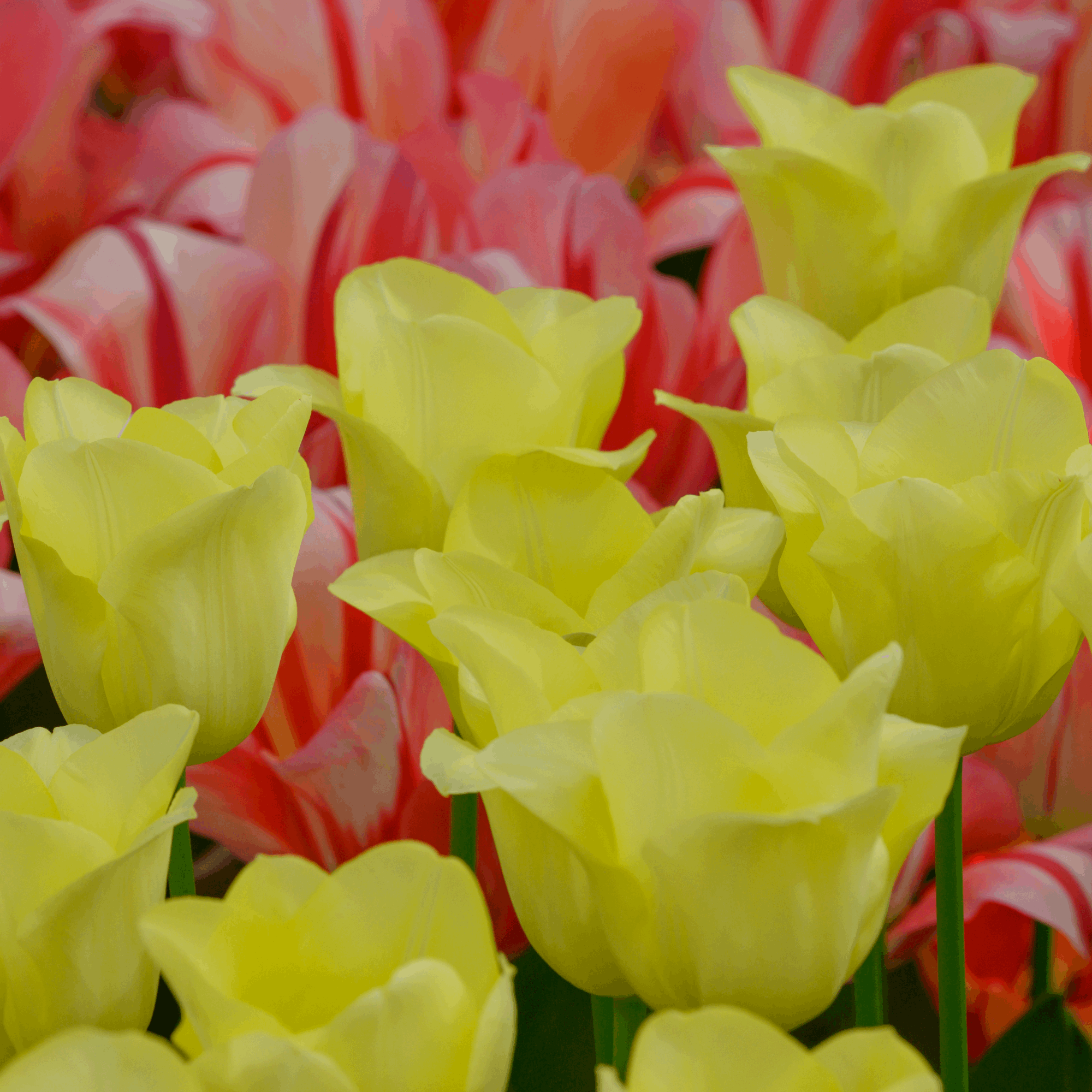 Tulpenzwiebeln World Friendship – 20 Blumenzwiebeln– Hellgelbe Tulpe – Elegante Frühlingsblüher für Garten & Topf – Winterhart – Plant