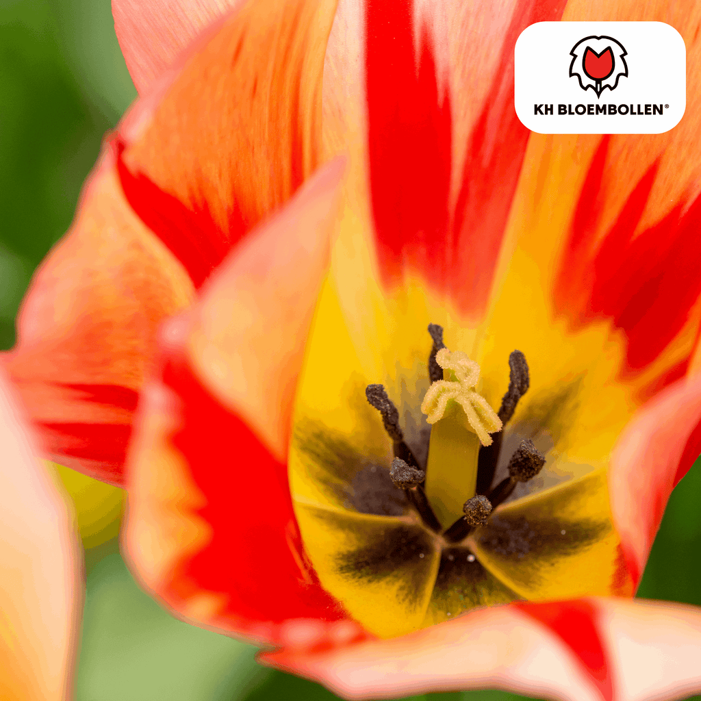 Tulpenzwiebeln Spryng Break – 20 Blumenzwiebeln – Rot-orange Tulpe – Feurig & auffällig – Für Garten & Topf – Plant