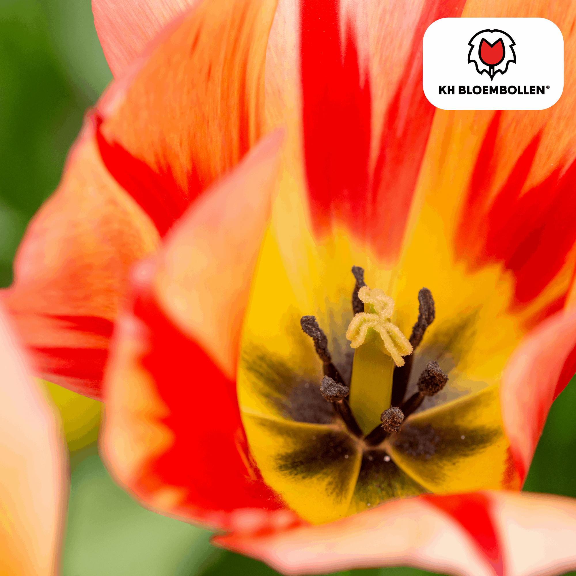 Tulpenzwiebeln Spryng Break – 20 Blumenzwiebeln – Rot-orange Tulpe – Feurig & auffällig – Für Garten & Topf – Plant