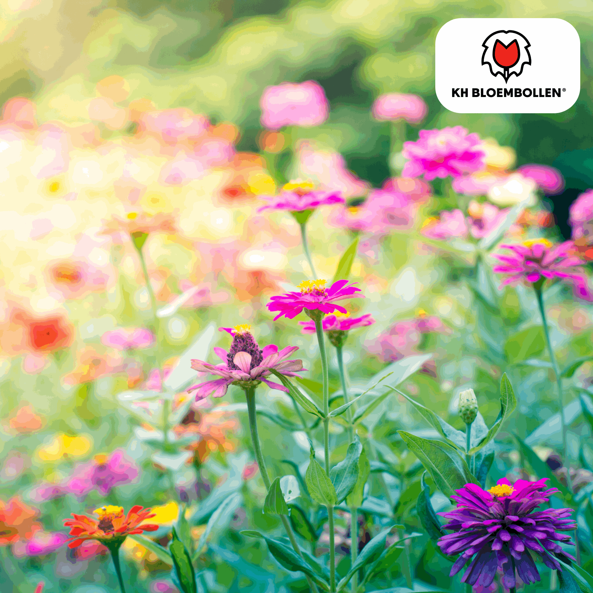 Wildblumensamen – 100g für 30–50m² – Bienen- & Schmetterlingsfreundlich – Einjährige & mehrjährige Blumen – Für Garten, Wiese, Beet – GVO-frei & nachhaltig – Plant