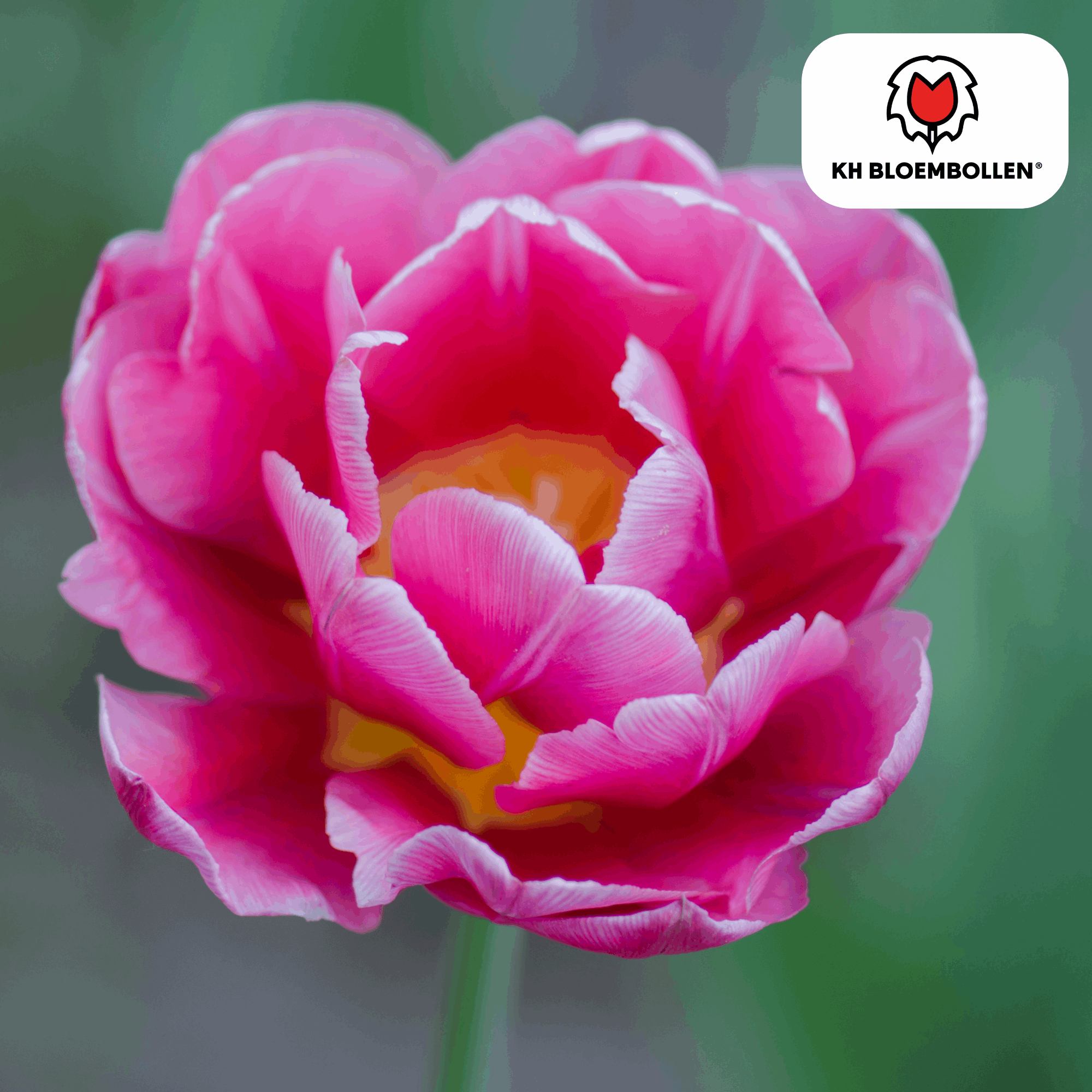Columbus Tulpenzwiebeln – 20 Blumenzwiebeln – Rosa-weiße Pioentulpen – Gefüllte Blüte – Für Garten, Topf & Vase – Plant