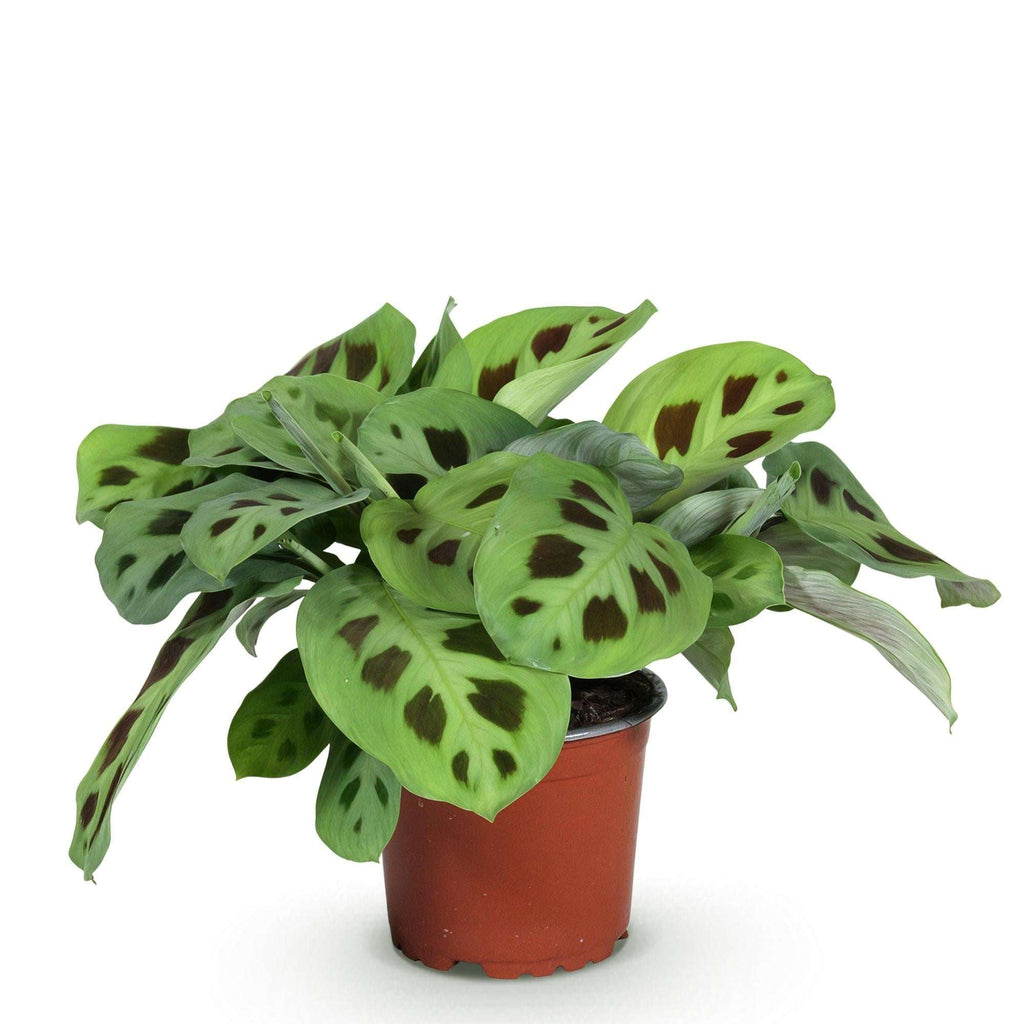 Maranta Fascinator Kerchoveana Zebrapflanze – Haustierfreundliche Zimmerpflanze 12cm – Höhe ca.25cm – Dekorative Gebetspflanze für Wohnzimmer & Büro – Plant