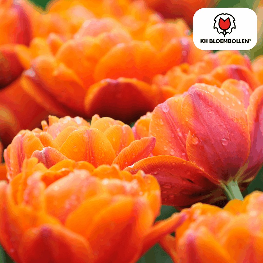 Tulpenzwiebeln Icoon – 20 Blumenzwiebeln – Lachsrosa gefüllte Tulpe – Stilvoll & modern – Für Garten oder Topf – Plant