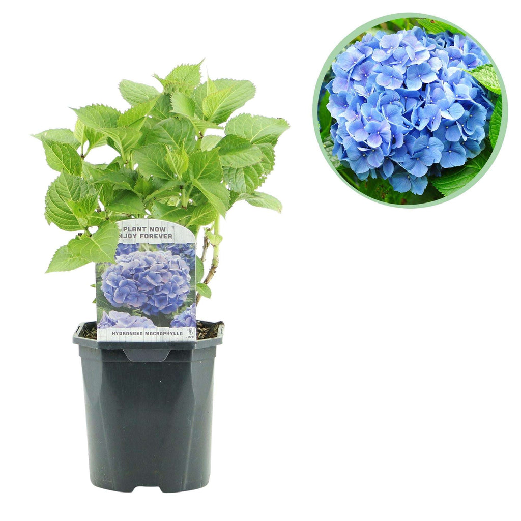 Hortensie Hydrangea macrophylla Blau – Blütezeit Juni bis September – Ø17cm – ↕30cm – Laubabwerfende Gartenpflanze – Pflegeleicht & winterhart – Plant