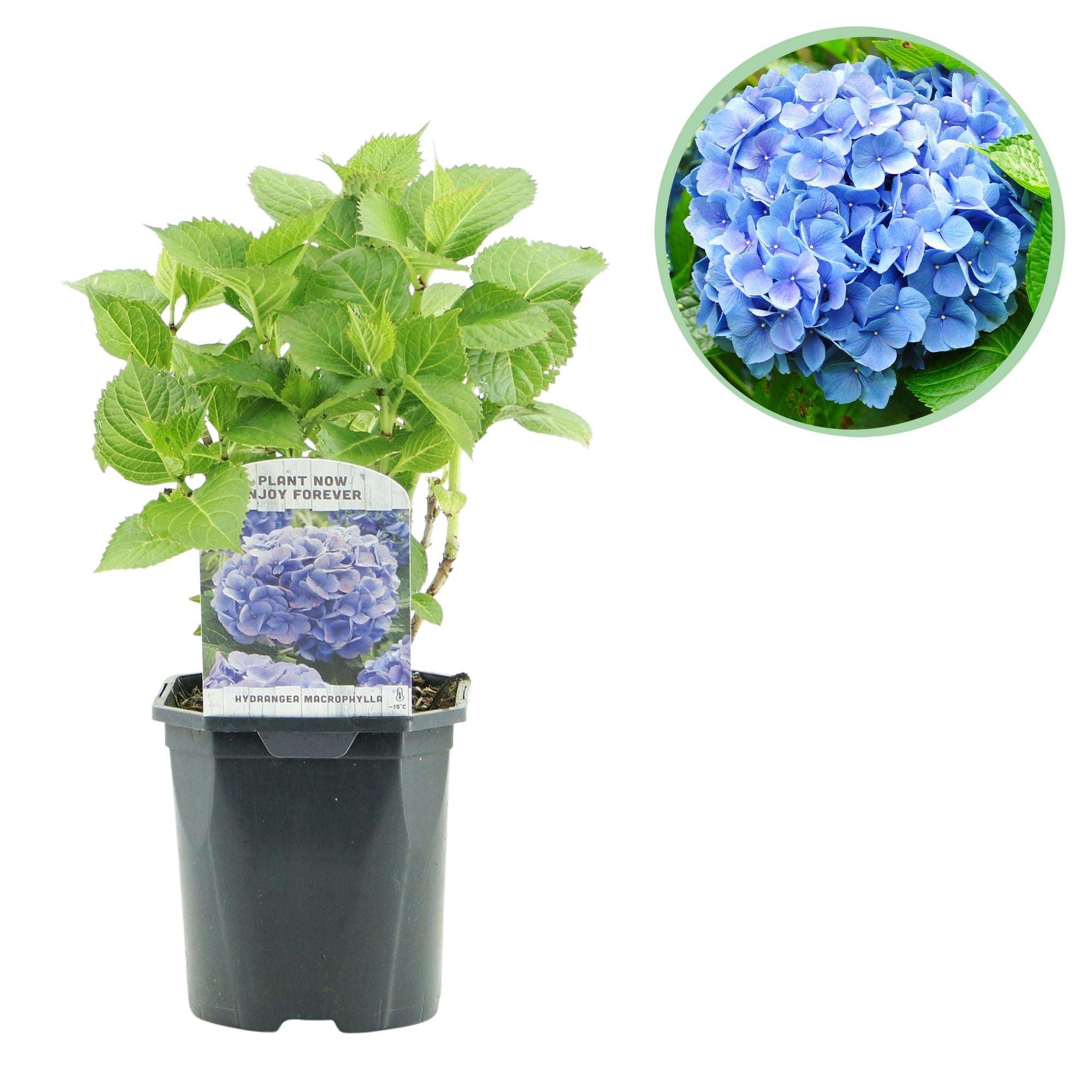 Hortensie Hydrangea macrophylla Blau – Blütezeit Juni bis September – Ø17cm – ↕30cm – Laubabwerfende Gartenpflanze – Pflegeleicht & winterhart – Plant