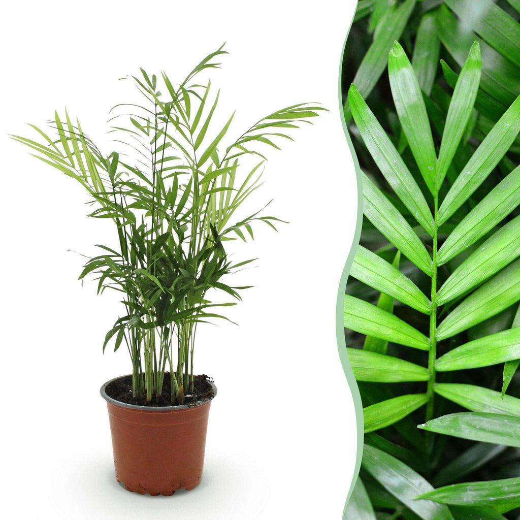 Chamaedorea elegans Goldpalme – Haustierfreundliche Zimmerpflanze 12cm – Höhe ca.15cm – Pflegeleichte Grünpflanze für Wohnzimmer Büro & Schlafzimmer – Plant