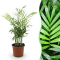 Chamaedorea elegans Goldpalme – Haustierfreundliche Zimmerpflanze 12cm – Höhe ca.15cm – Pflegeleichte Grünpflanze für Wohnzimmer Büro & Schlafzimmer – Plant