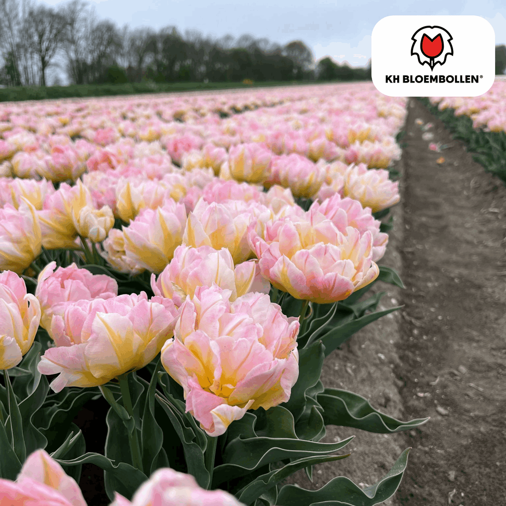 Tulpenzwiebeln Password – 20 Blumenzwiebln – Rosa gefüllte Tulpe – Zart & romantisch – Für Garten & Topf – Plant