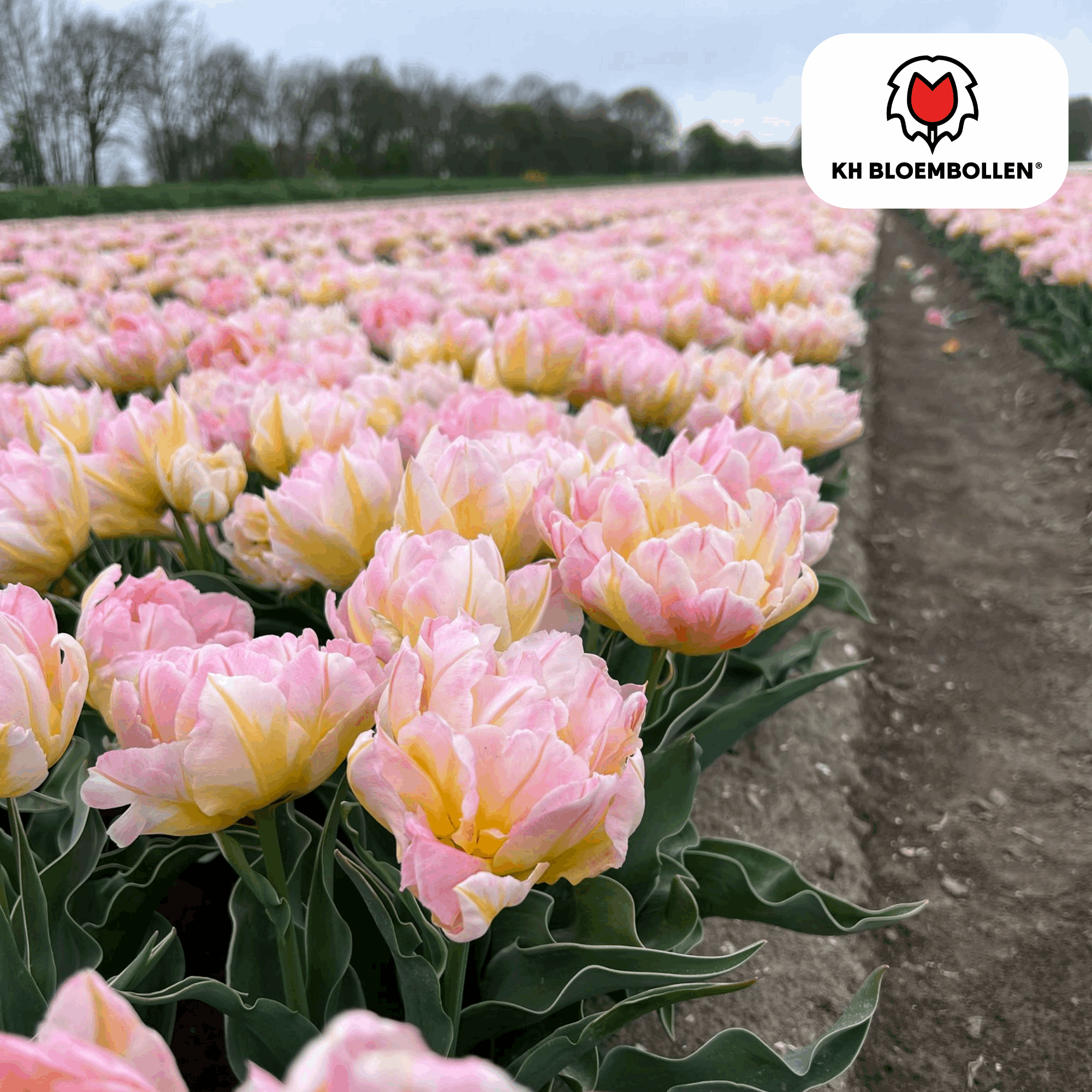 Tulpenzwiebeln Password – 20 Blumenzwiebln – Rosa gefüllte Tulpe – Zart & romantisch – Für Garten & Topf – Plant