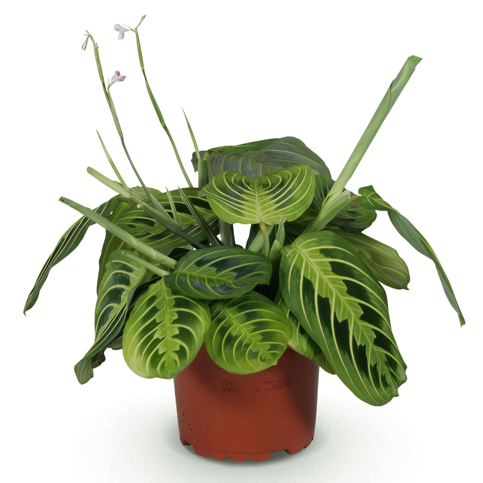 Maranta Fascinator Lemon Lime Gebetspflanze – Haustierfreundliche Zimmerpflanze 12cm – Höhe ca.25cm – Dekorative Blattpflanze für Wohnzimmer & Büro – Plant