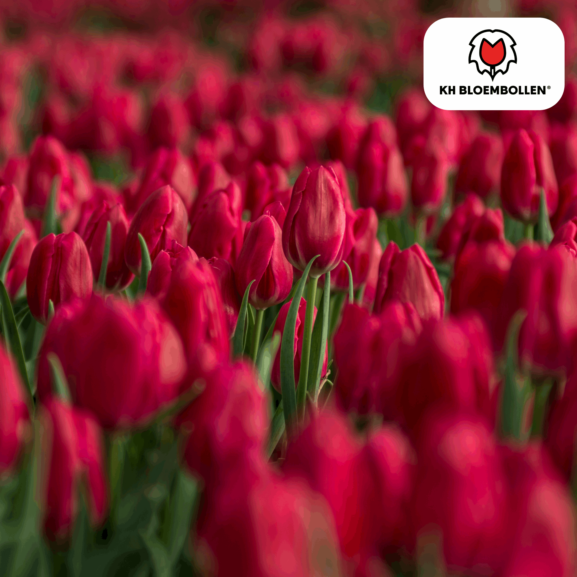 Tulpenzwiebeln Ile de France – 20 Blumenzwiebeln – Tiefrote Tulpe – Klassisch, elegant & robust – Für Garten oder Topf – Plant