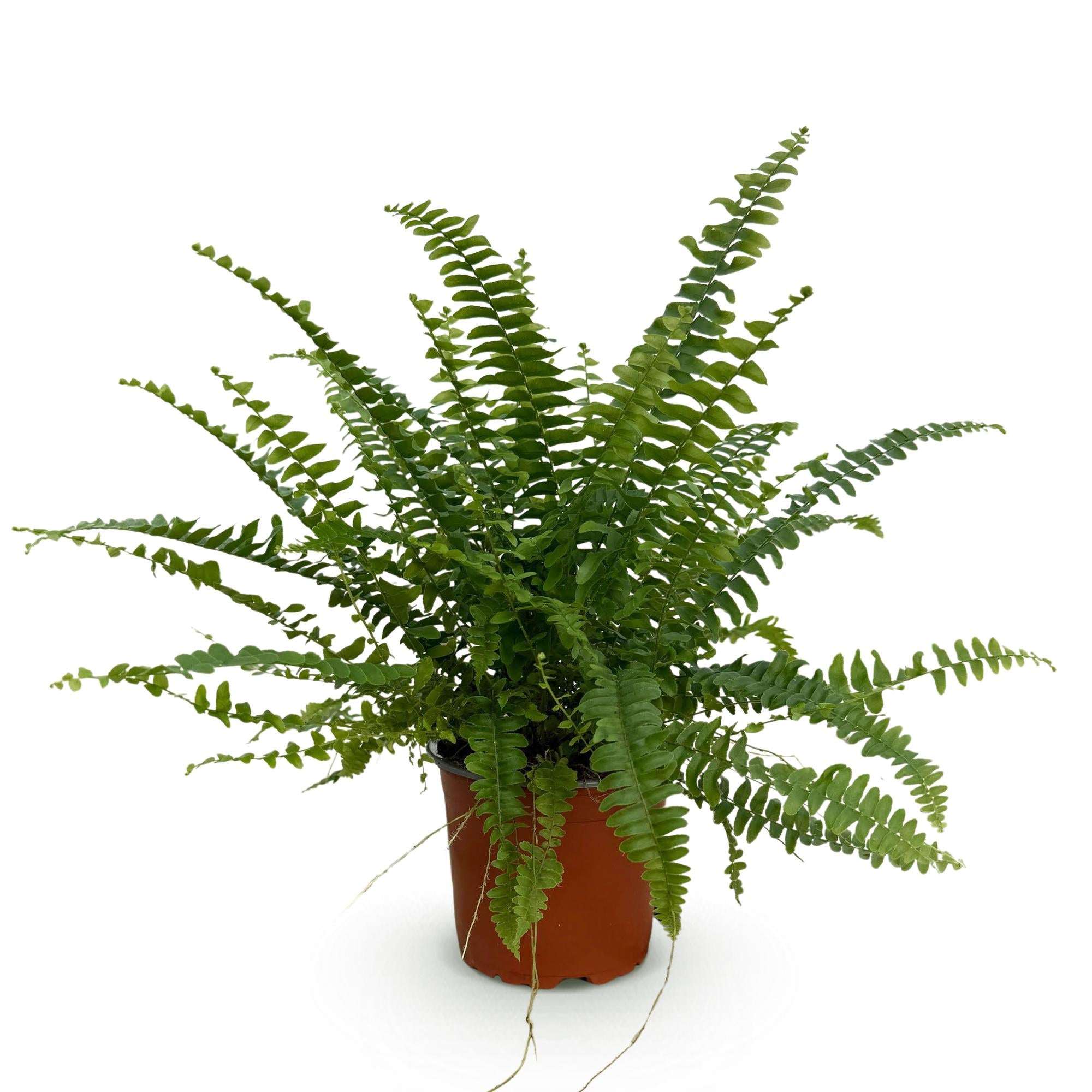 Nephrolepis exaltata Green Lady Farn – Haustierfreundliche Zimmerpflanze 12cm – Höhe ca.25cm – Dekorativer Grünfarn für Wohnzimmer Büro & Schlafzimmer – Plant