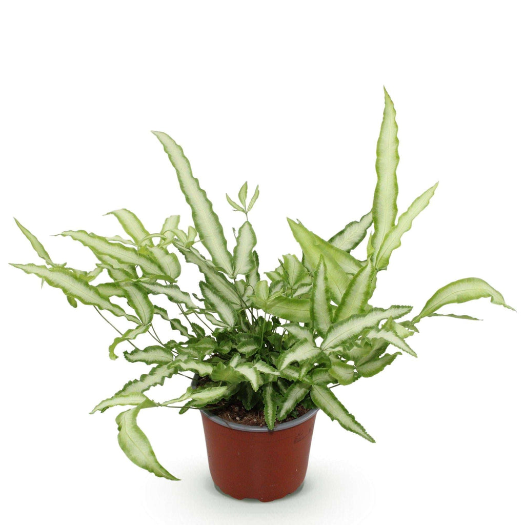Pteris cretica Albolineata Flügelfarn – Haustierfreundliche Zimmerpflanze 12cm – Höhe ca.20cm – Farn mit weißer Blattzeichnung für Wohnzimmer & Büro – Plant