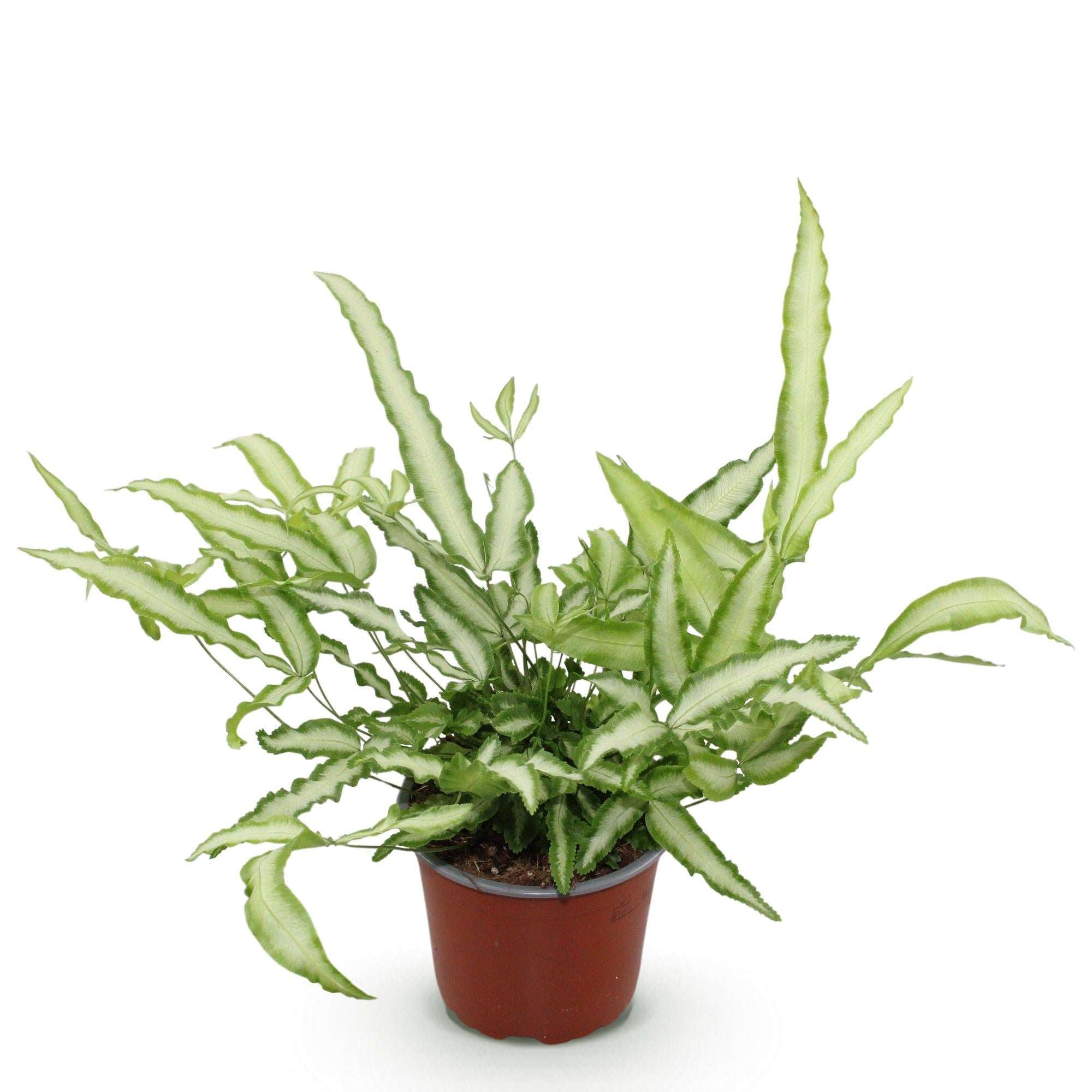 Pteris cretica Albolineata Flügelfarn – Haustierfreundliche Zimmerpflanze 12cm – Höhe ca.20cm – Farn mit weißer Blattzeichnung für Wohnzimmer & Büro – Plant