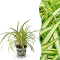 Grünlilie Chlorophytum comosum Variegatum – Bunte Graslilie Zimmerpflanze – Haustierfreundlich 12cm – Höhe ca.20cm – Plant