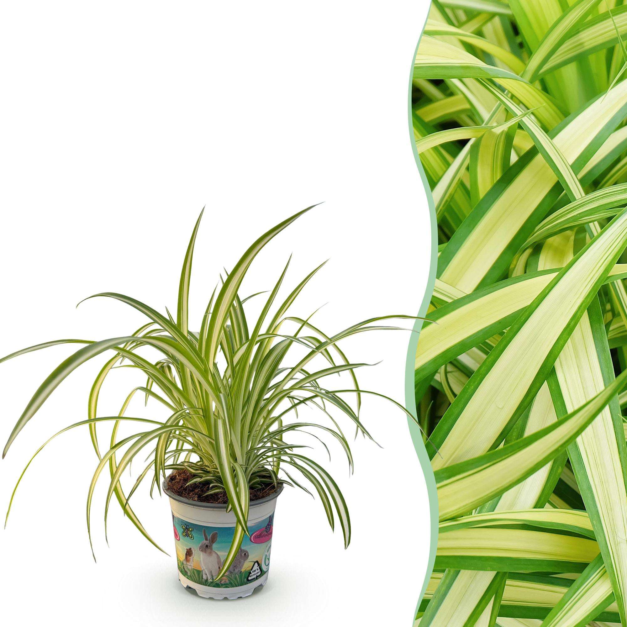 Grünlilie Chlorophytum comosum Variegatum – Bunte Graslilie Zimmerpflanze – Haustierfreundlich 12cm – Höhe ca.20cm – Plant