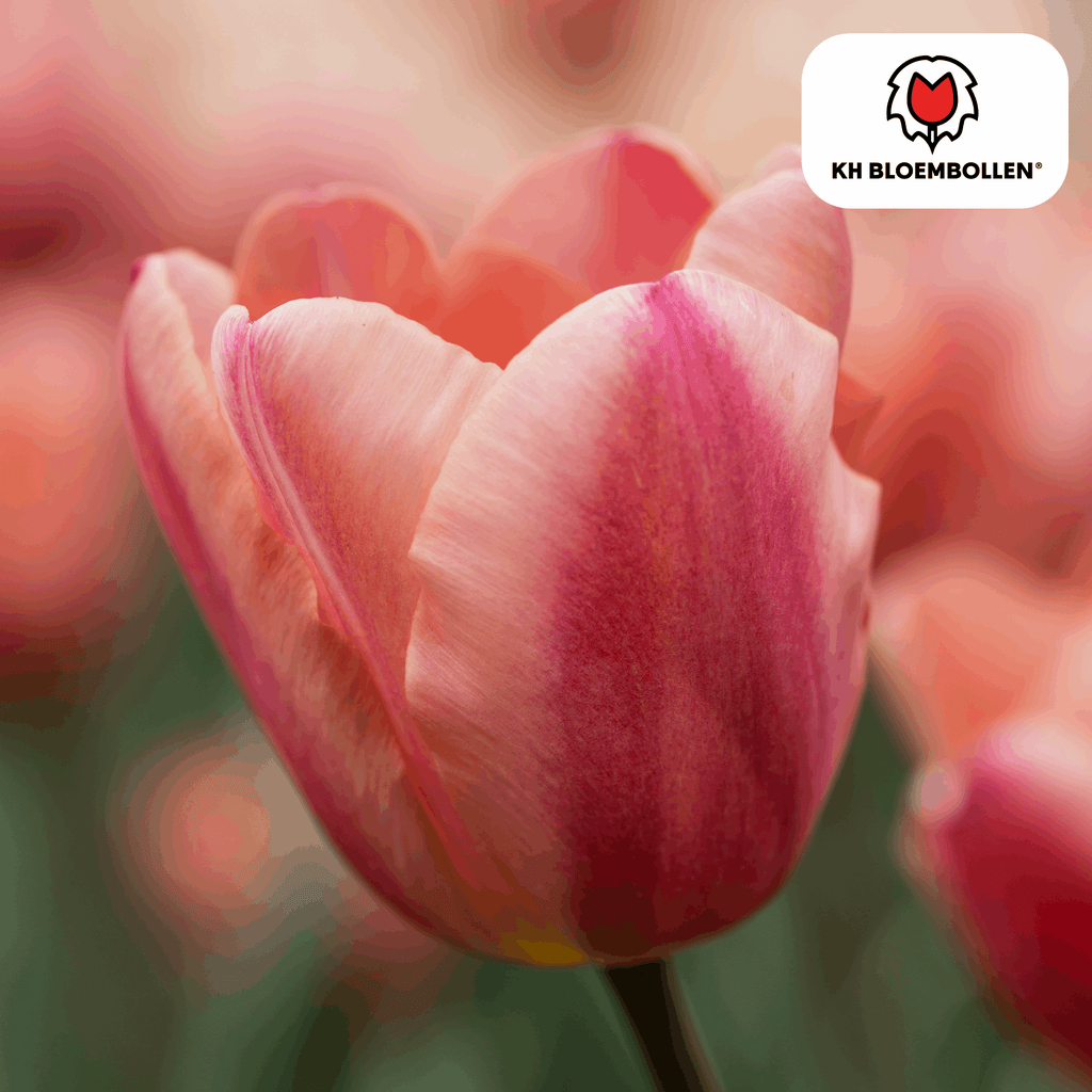 Apricot Foxx Tulpenzwiebeln – 20 Stück – Lachsrosa Frühlingsblüher – Sorte Tulipa „Apricot Foxx“ – Für Garten & Topf – Blüte April–Mai – Plant