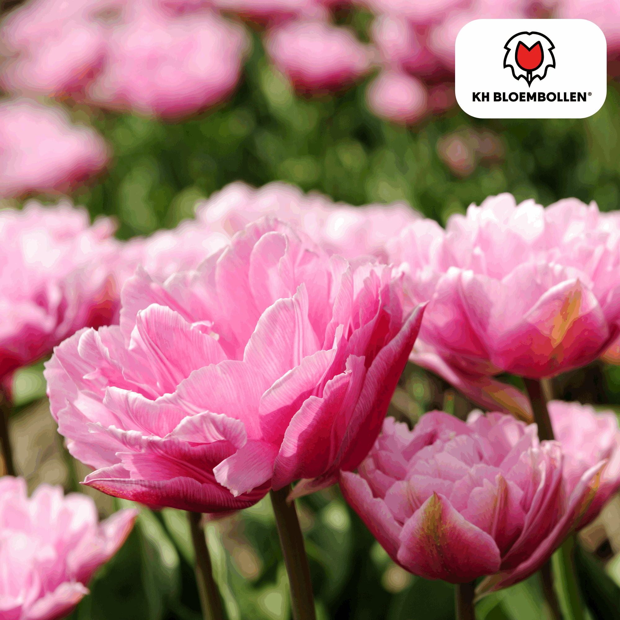 Columbus Tulpenzwiebeln – 20 Blumenzwiebeln – Rosa-weiße Pioentulpen – Gefüllte Blüte – Für Garten, Topf & Vase – Plant