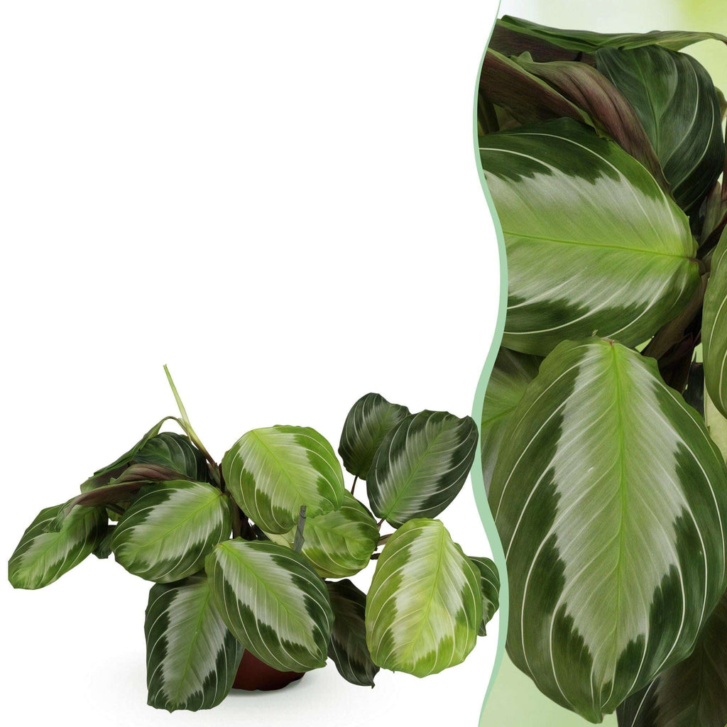 Maranta Fascinator Silverband Gebetspflanze – Haustierfreundliche Zimmerpflanze 12cm – Höhe ca.25cm – Plant