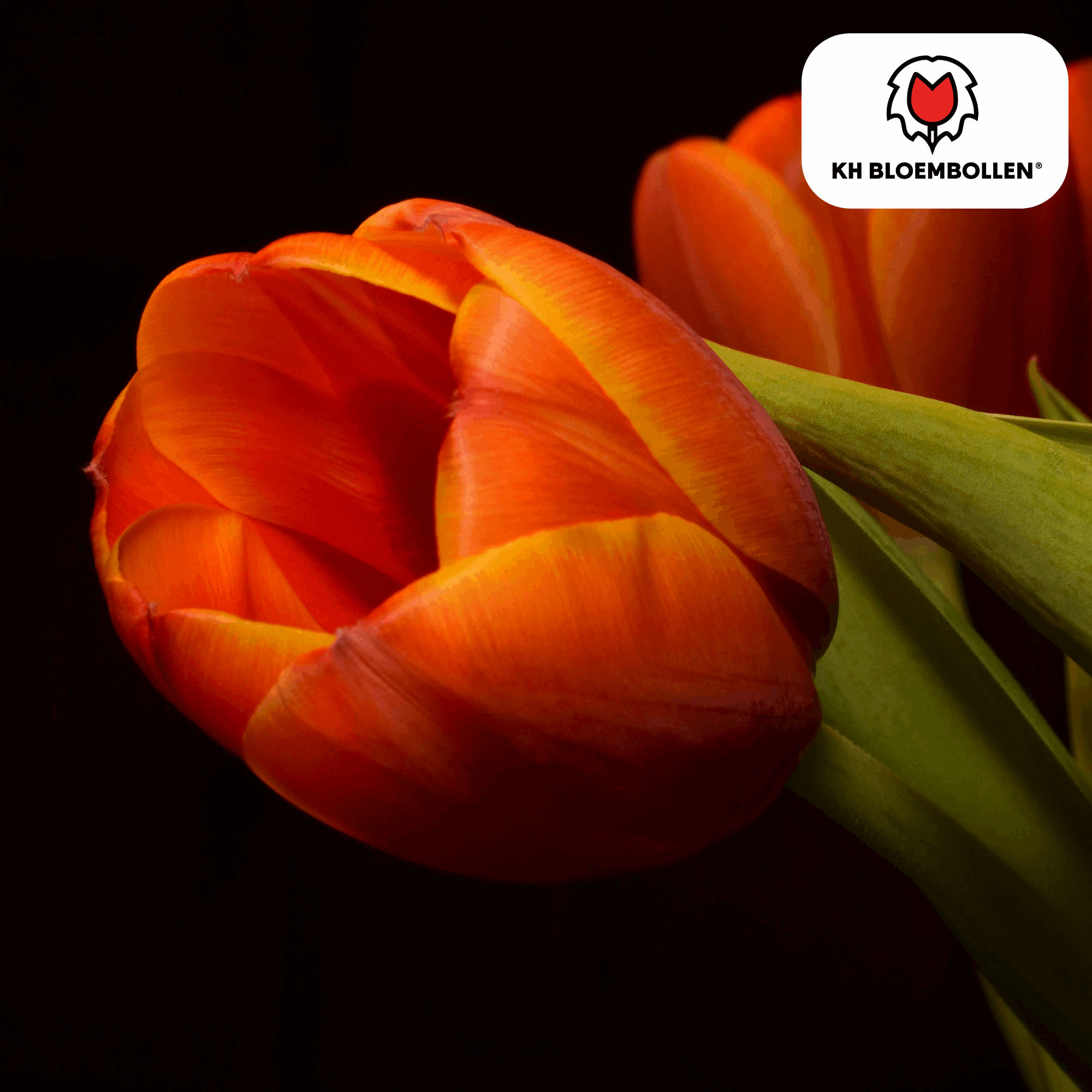 Tulpenzwiebeln Dafeng – 20 Stück – Orangefarbene Tulpen – Großblumig & elegant – Für Garten, Topf & Balkon – Plant