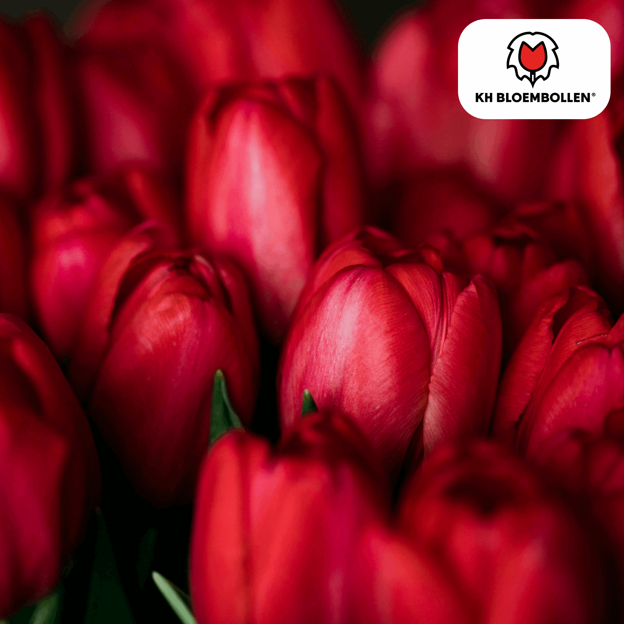 Tulpenzwiebeln Ile de France – 20 Blumenzwiebeln – Tiefrote Tulpe – Klassisch, elegant & robust – Für Garten oder Topf – Plant