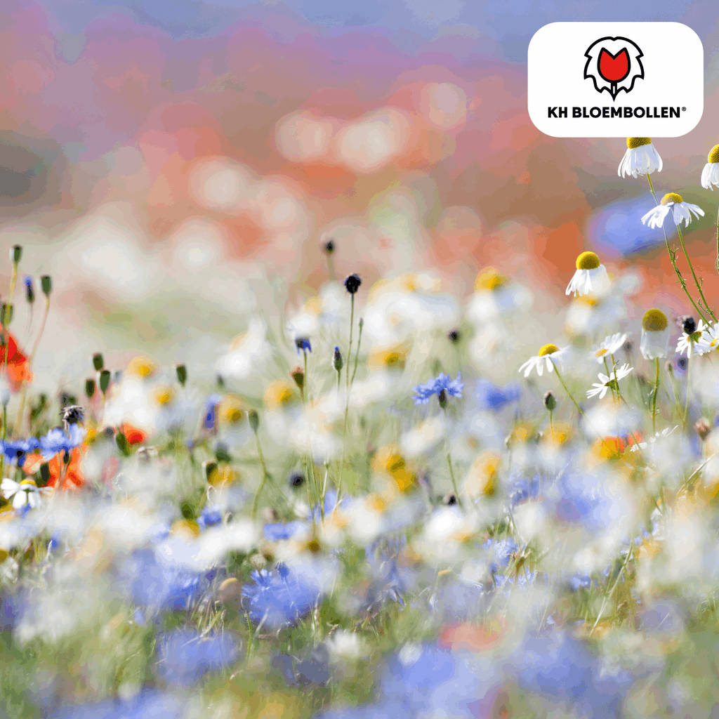 Wildblumensamen – 100g für 30–50m² – Bienen- & Schmetterlingsfreundlich – Einjährige & mehrjährige Blumen – Für Garten, Wiese, Beet – GVO-frei & nachhaltig – Plant