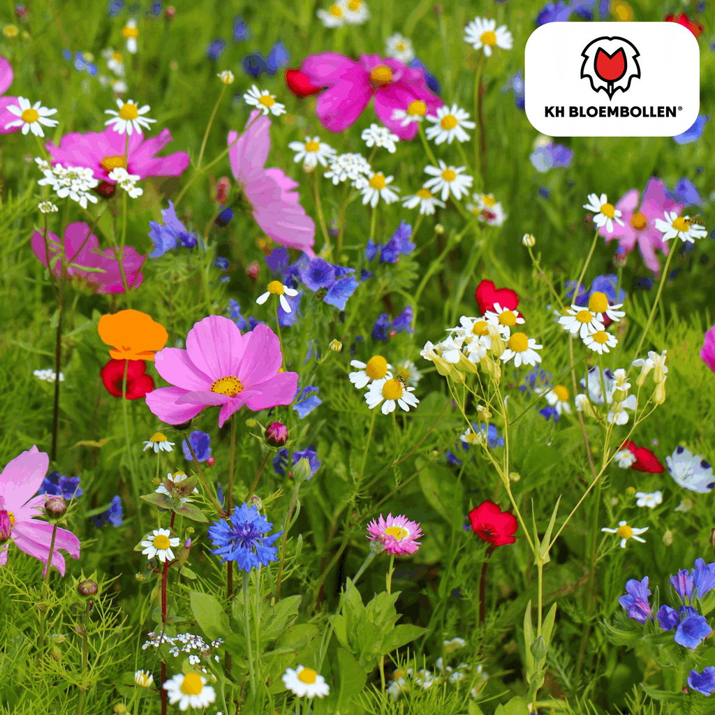 Wildblumensamen – 100g für 30–50m² – Bienen- & Schmetterlingsfreundlich – Einjährige & mehrjährige Blumen – Für Garten, Wiese, Beet – GVO-frei & nachhaltig – Plant