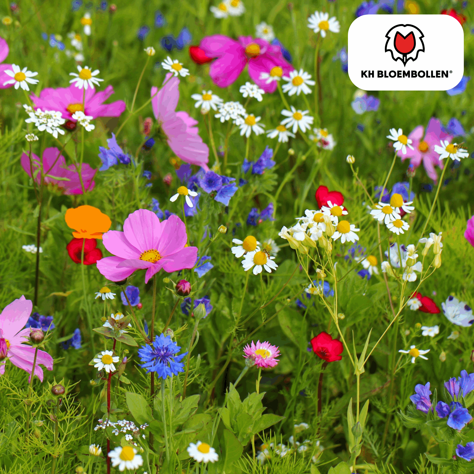 Wildblumensamen – 100g für 30–50m² – Bienen- & Schmetterlingsfreundlich – Einjährige & mehrjährige Blumen – Für Garten, Wiese, Beet – GVO-frei & nachhaltig – Plant