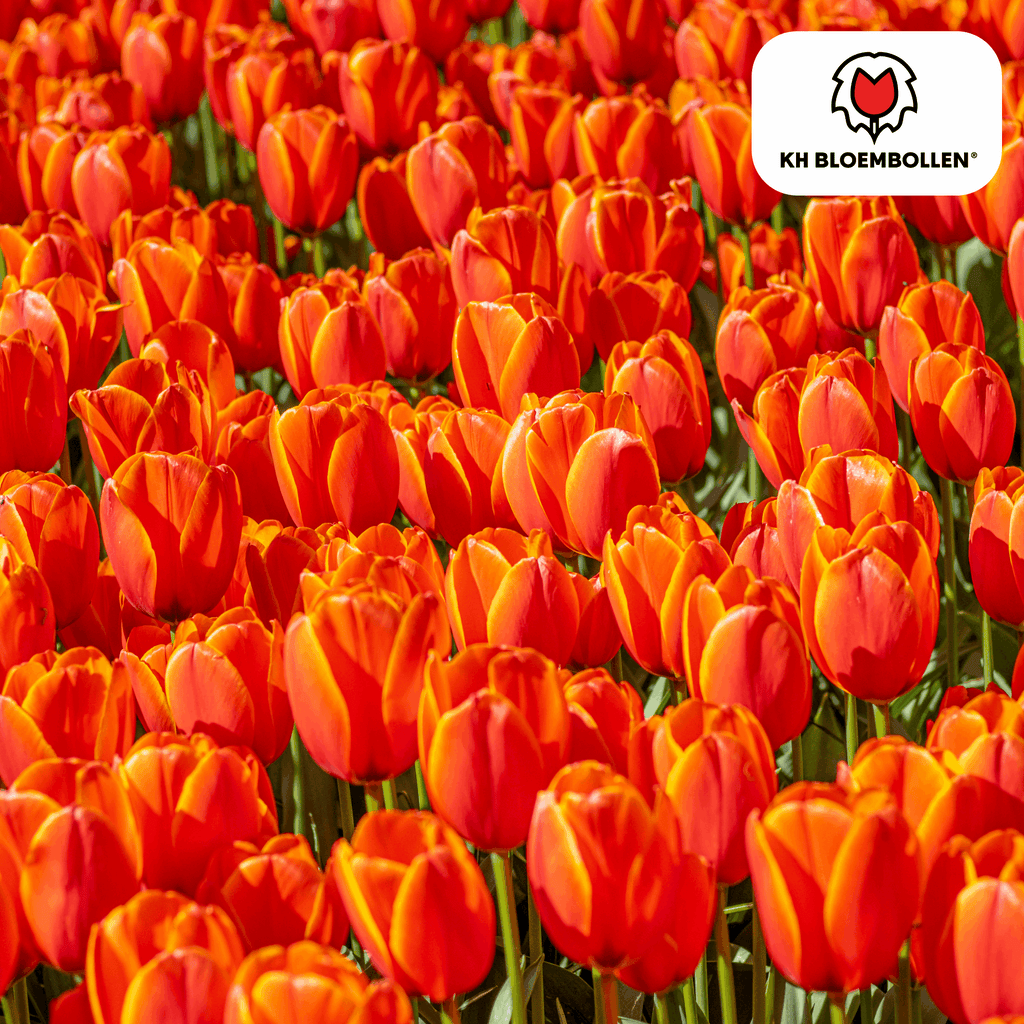Tulpenzwiebeln Dafeng – 20 Stück – Orangefarbene Tulpen – Großblumig & elegant – Für Garten, Topf & Balkon – Plant