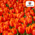 Tulpenzwiebeln Dafeng – 20 Stück – Orangefarbene Tulpen – Großblumig & elegant – Für Garten, Topf & Balkon – Plant