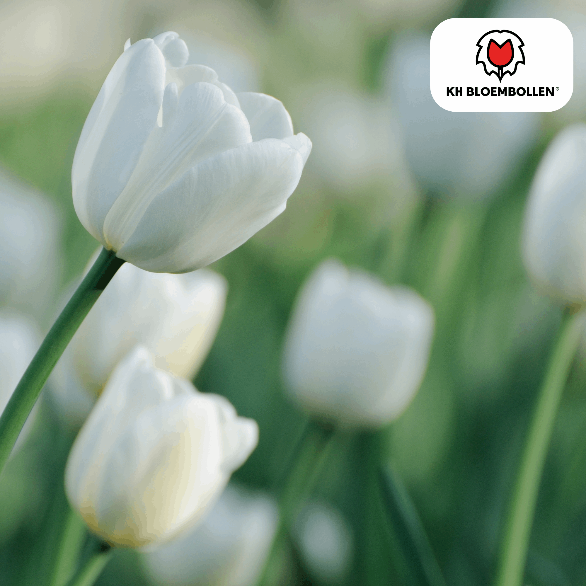 Catherina Tulpenzwiebeln – 20 Stück – Reinweiße Frühlingsblüher – Tulipa „Catherina“ – Für Garten & Topf – Blüte April–Mai – Plant