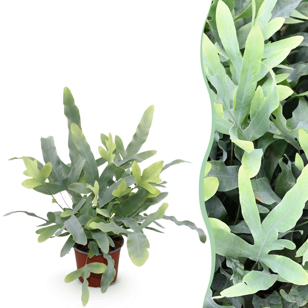 Phlebodium aureum Blue Star Farn – Blaue Farnpflanze – Haustierfreundliche Zimmerpflanze 12cm – Höhe ca.25cm – Tropenfarn für Wohnzimmer & Büro – Plant