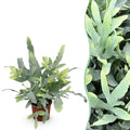 Phlebodium aureum Blue Star Farn – Blaue Farnpflanze – Haustierfreundliche Zimmerpflanze 12cm – Höhe ca.25cm – Tropenfarn für Wohnzimmer & Büro – Plant