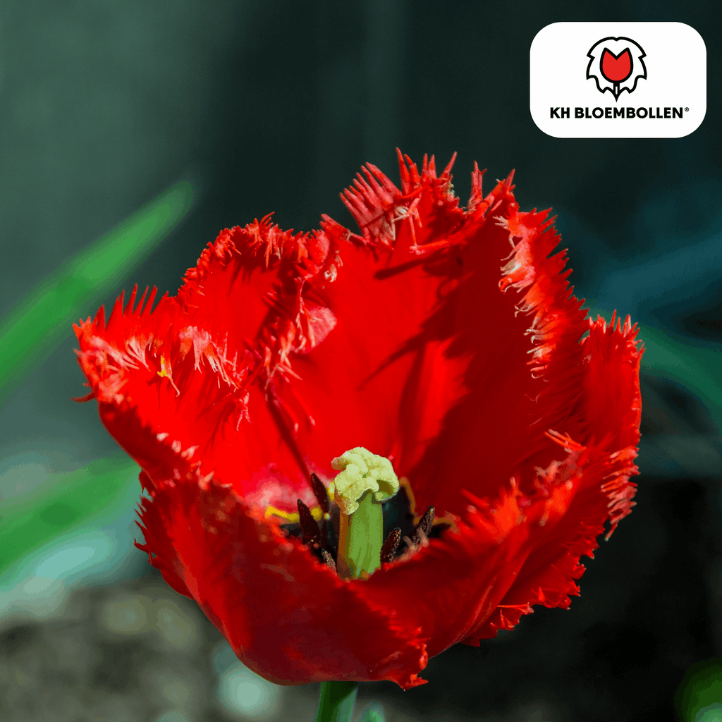 Tulpenzwiebeln Masterpeace – 20 Blumenzwiebeln – Rote Tulpe mit gezacktem Rand – Robust & einzigartig – Für Garten & Topf – Plant
