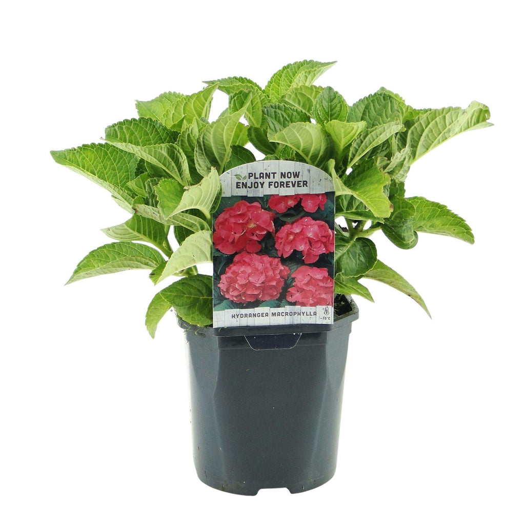 Hortensie – Hydrangea macrophylla Rot – Blüte Rot – Ø17cm – ↕30cm – Sommerblüher – Pflegeleicht & Laubabwerfend – Plant