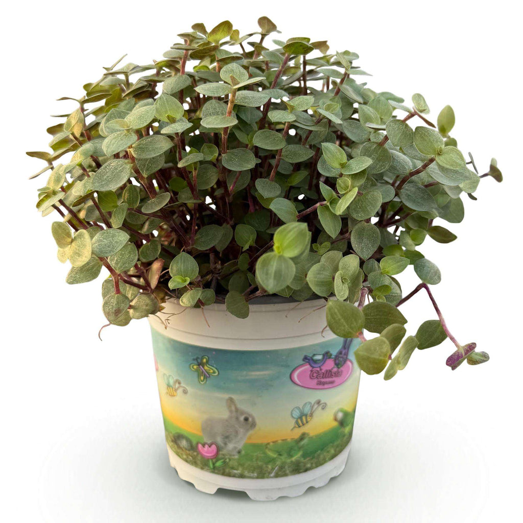 Callisia repens Schildkrötenpflanze – Haustierfreundliche Zimmerpflanze 12cm – Höhe ca.14cm – Plant