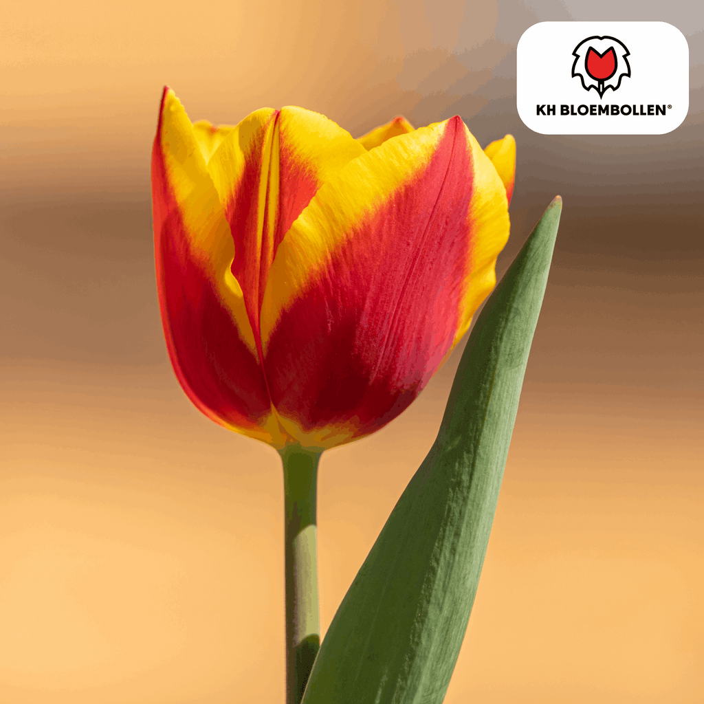Tulpenzwiebeln Jan Seignette – 20 Blumenzwiebeln – Rot-gelb gestreifte Tulpe – Klassisch & auffällig – Für Garten & Topf – Plant