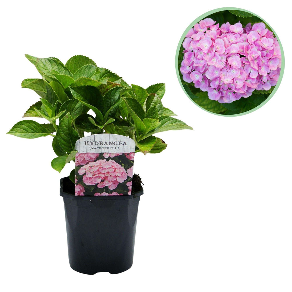 Hortensie – Hydrangea macrophylla Rosa – Blüte Rosa – Ø17cm – ↕30cm – Blühpflanze für Garten & Topf – Pflegeleicht & Laubabwerfend – Plant