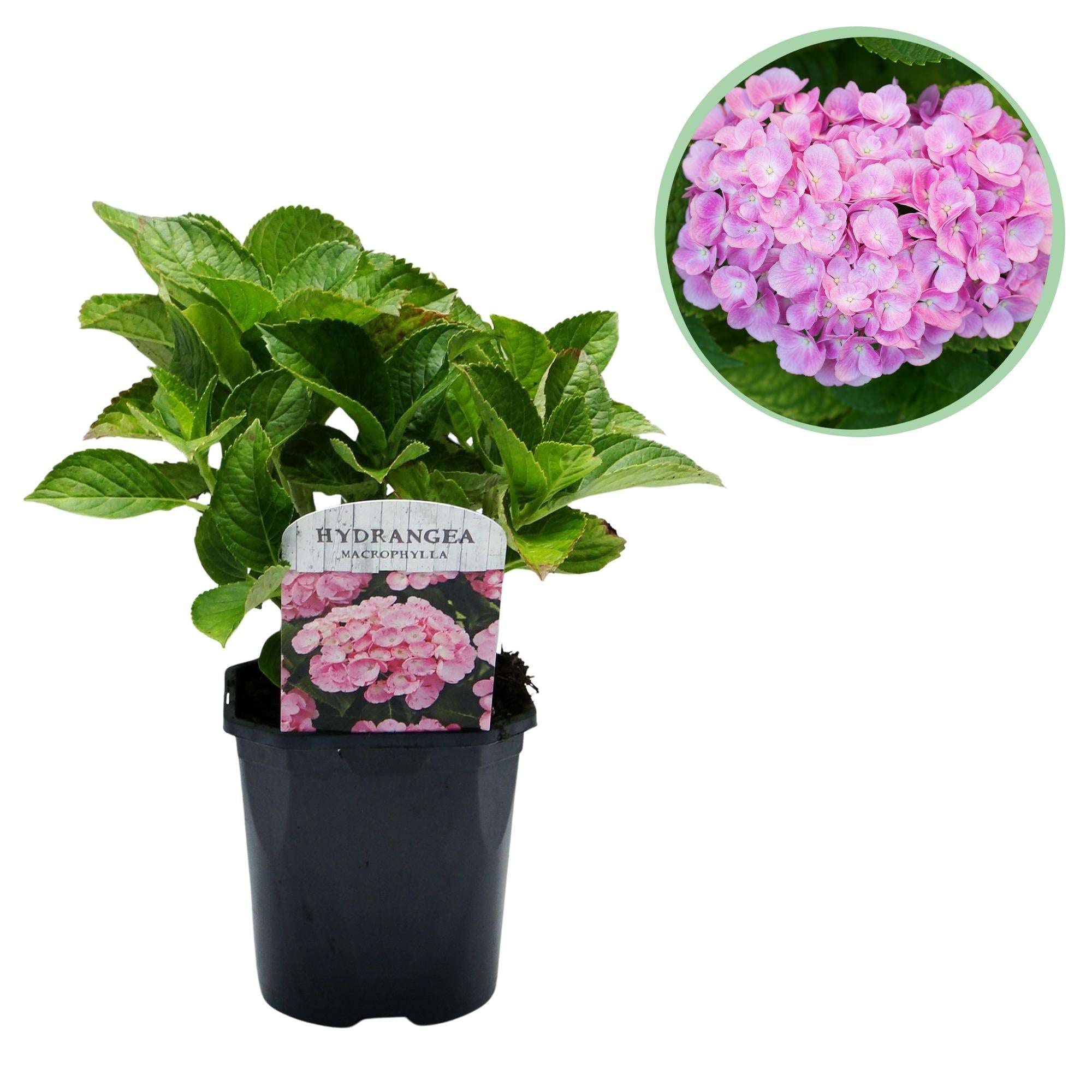 Hortensie – Hydrangea macrophylla Rosa – Blüte Rosa – Ø17cm – ↕30cm – Blühpflanze für Garten & Topf – Pflegeleicht & Laubabwerfend – Plant