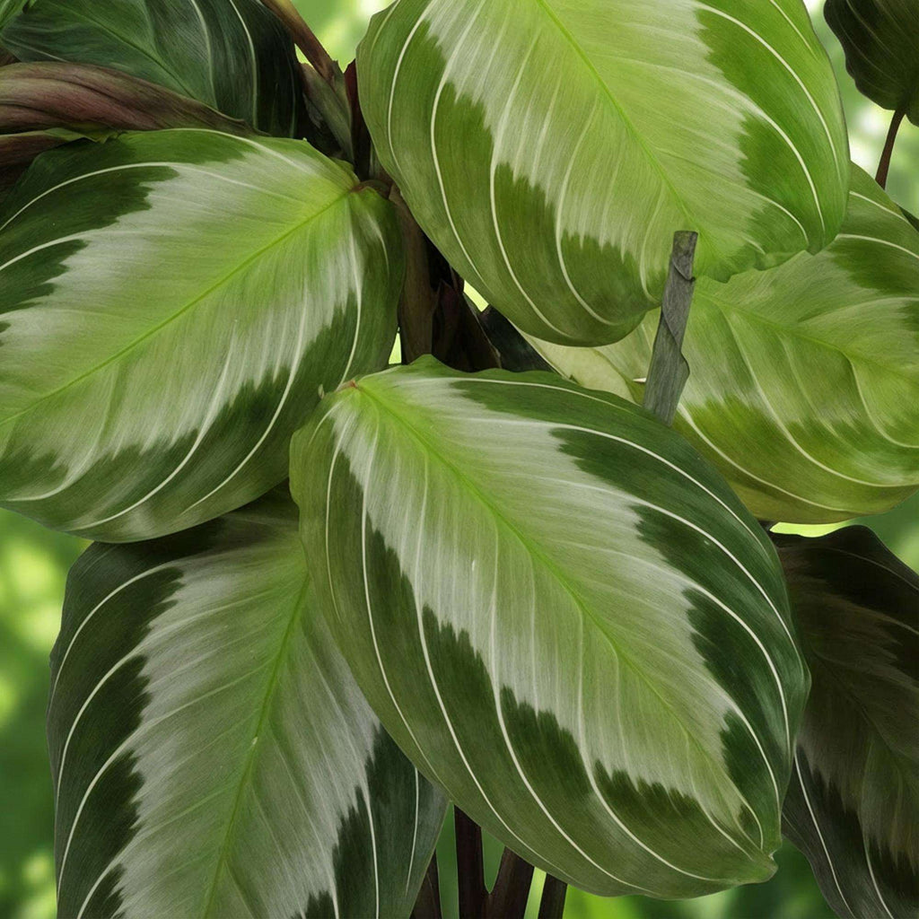 Maranta Fascinator Silverband Gebetspflanze – Haustierfreundliche Zimmerpflanze 12cm – Höhe ca.25cm – Plant