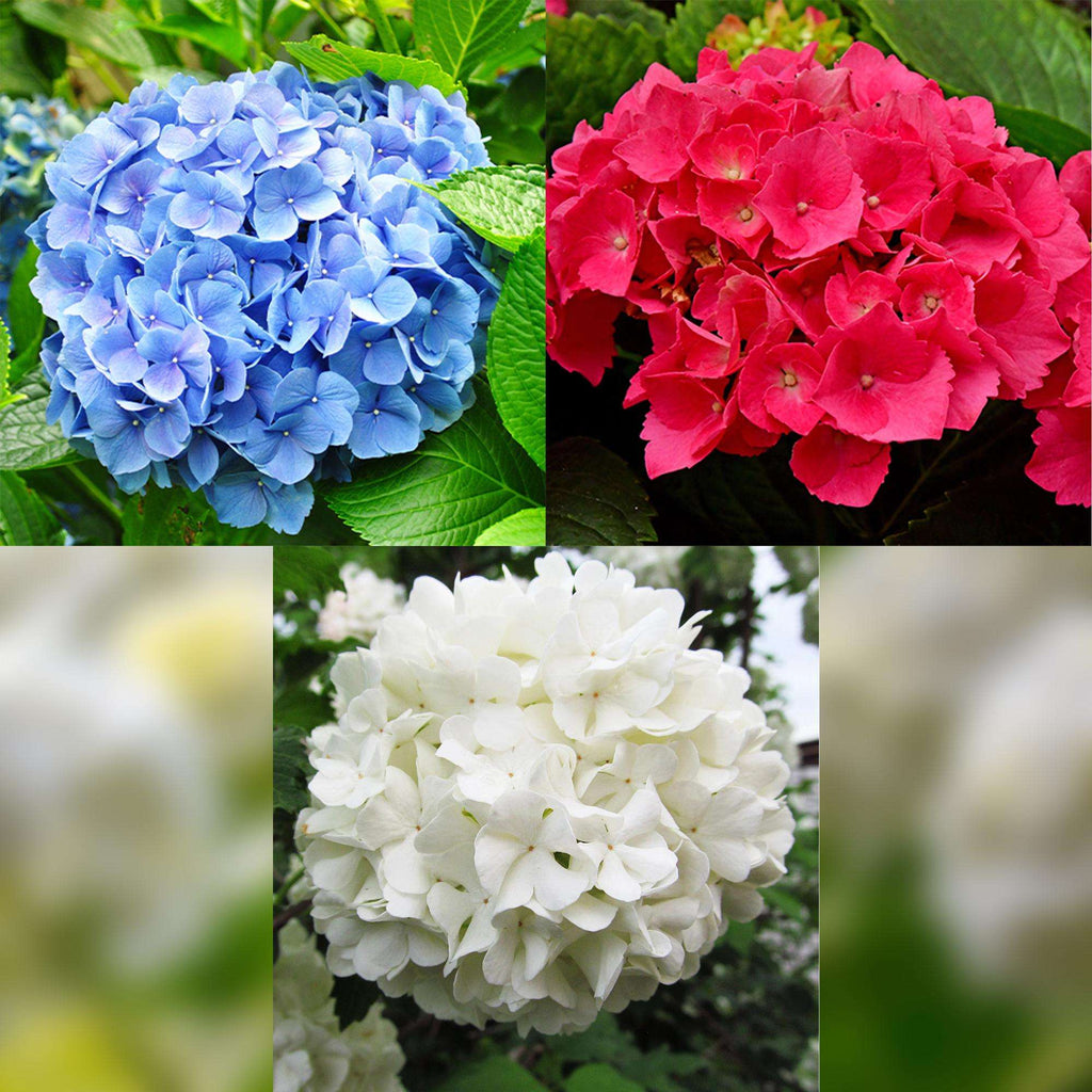 Hortensie Hydrangea macrophylla Tricolour – 3 Pflanzen in Rosa, Blau & Weiß – Ø17cm – ↕30cm – Blüte Juni–September – Laubabwerfend – Pflegeleicht & winterhart – Plant