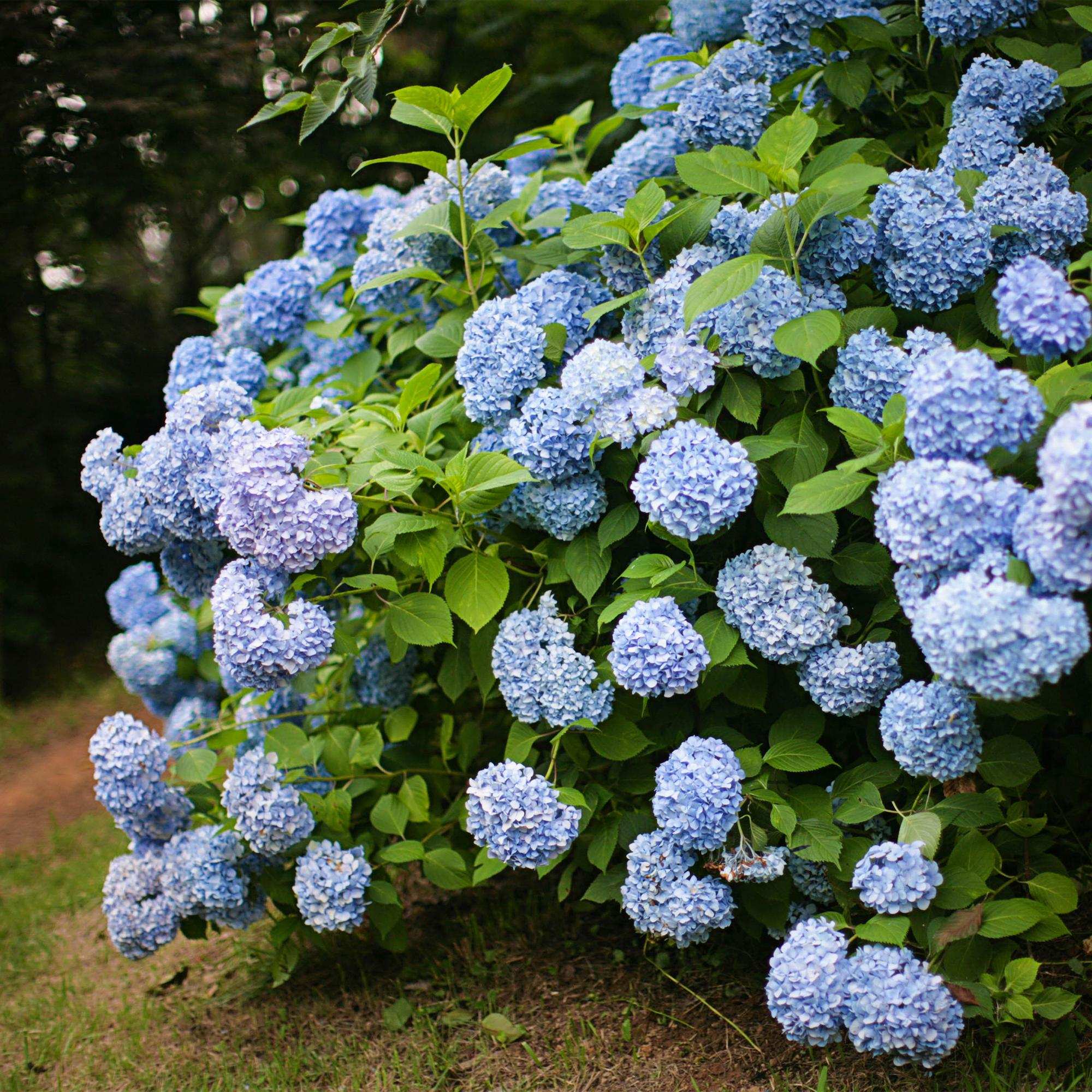 Hortensie Hydrangea macrophylla Blau – Blütezeit Juni bis September – Ø17cm – ↕30cm – Laubabwerfende Gartenpflanze – Pflegeleicht & winterhart – Plant