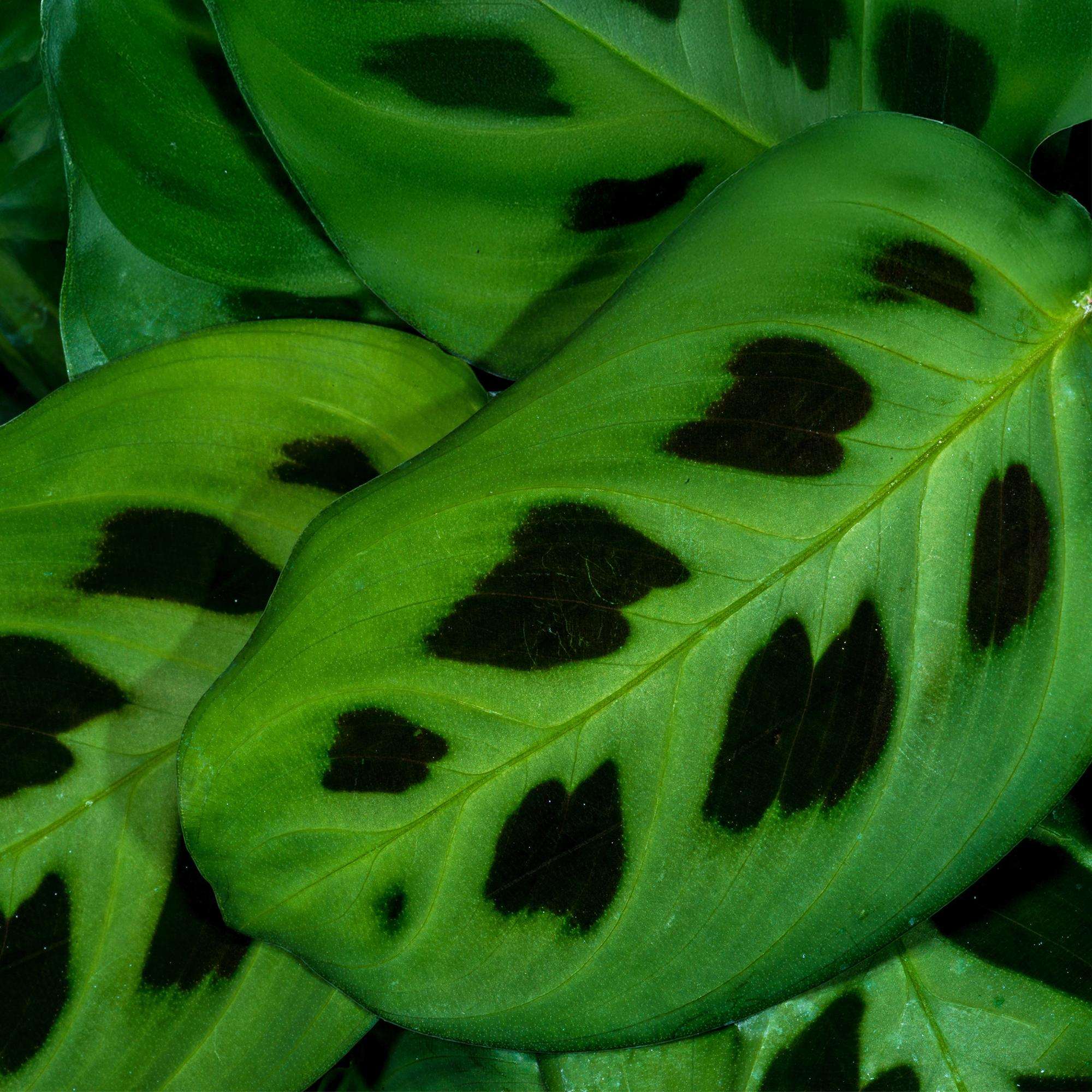 Maranta Fascinator Kerchoveana Zebrapflanze – Haustierfreundliche Zimmerpflanze 12cm – Höhe ca.25cm – Dekorative Gebetspflanze für Wohnzimmer & Büro – Plant