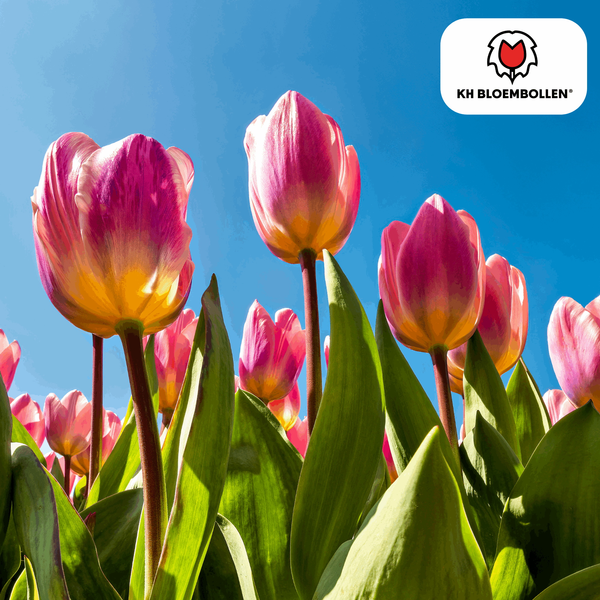 Tulpenzwiebeln Light and Dreamy – 20 Blumenzwiebeln – Sanfte Pastellfarben – Romantisch & verträumt – Für Garten & Topf – Plant
