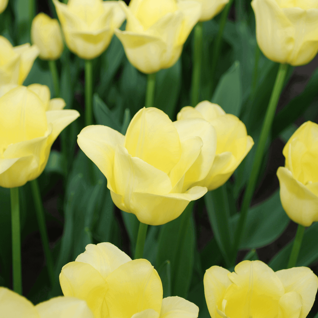 Tulpenzwiebeln World Friendship – 20 Blumenzwiebeln– Hellgelbe Tulpe – Elegante Frühlingsblüher für Garten & Topf – Winterhart – Plant