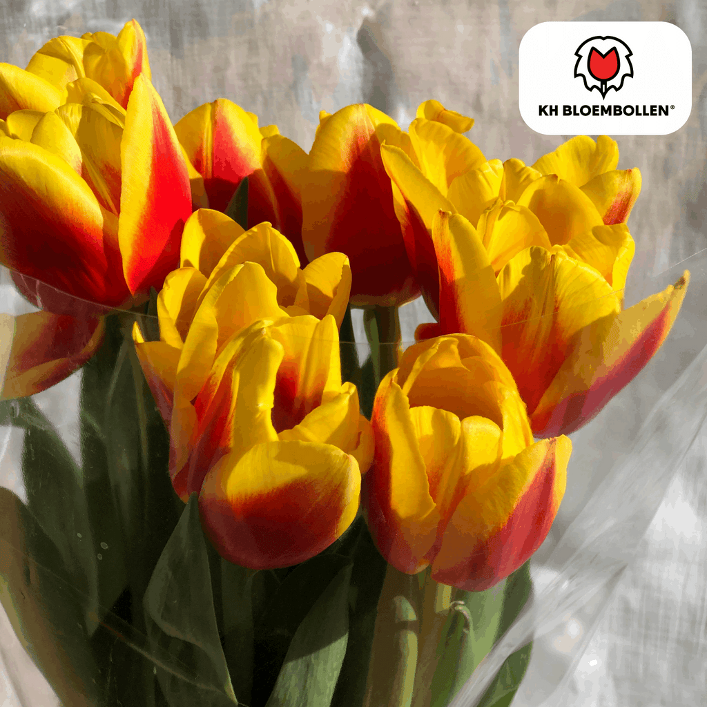 Tulpenzwiebeln Jan Seignette – 20 Blumenzwiebeln – Rot-gelb gestreifte Tulpe – Klassisch & auffällig – Für Garten & Topf – Plant