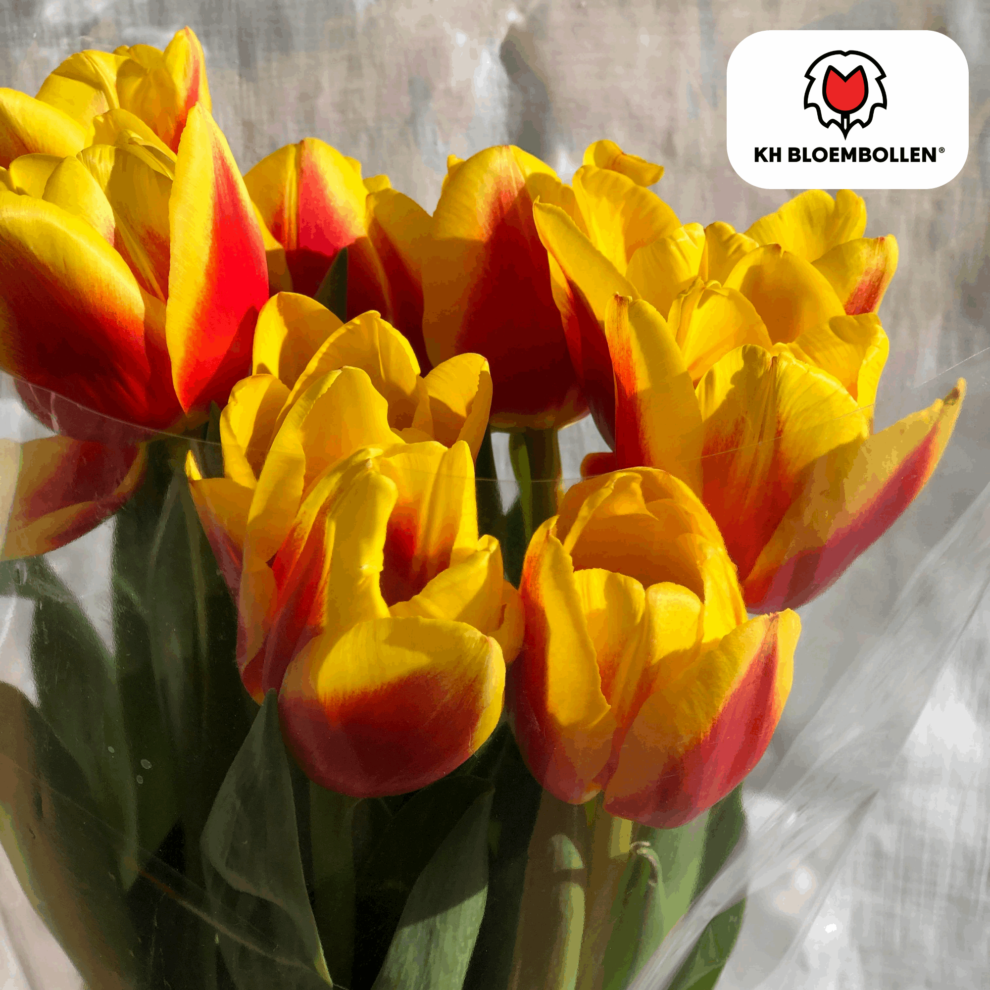 Tulpenzwiebeln Jan Seignette – 20 Blumenzwiebeln – Rot-gelb gestreifte Tulpe – Klassisch & auffällig – Für Garten & Topf – Plant