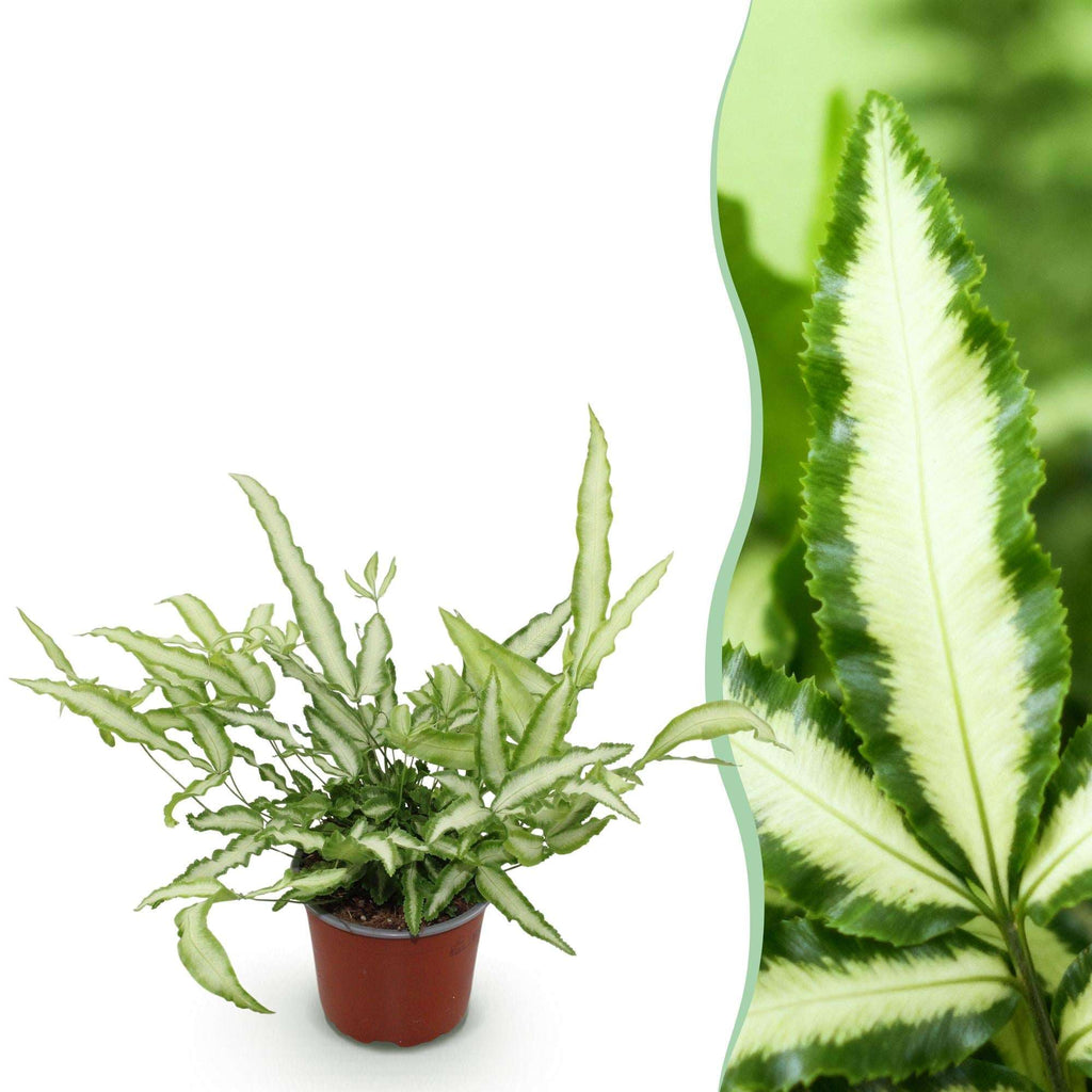Pteris cretica Albolineata Flügelfarn – Haustierfreundliche Zimmerpflanze 12cm – Höhe ca.20cm – Farn mit weißer Blattzeichnung für Wohnzimmer & Büro – Plant