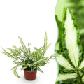 Pteris cretica Albolineata Flügelfarn – Haustierfreundliche Zimmerpflanze 12cm – Höhe ca.20cm – Farn mit weißer Blattzeichnung für Wohnzimmer & Büro – Plant